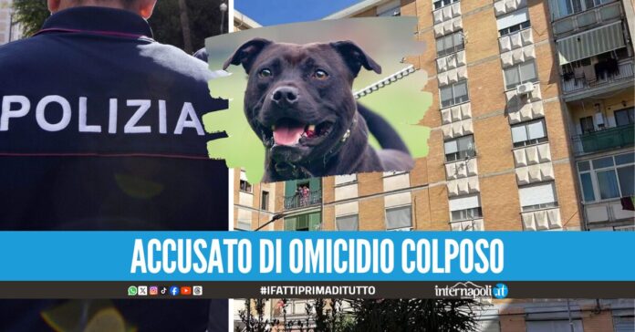 Giulia sbranata dal pitbull ad Acerra, indagato il papà