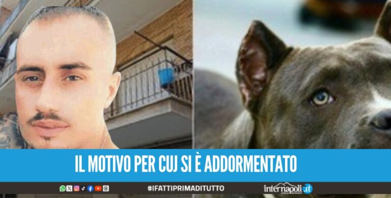 Bimba sbranata dal pitbull ad Acerra, il papà era sotto effetto di hashish