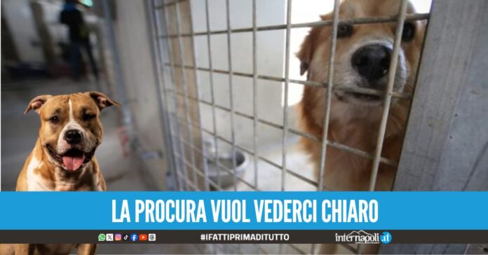 cani acerra neonata