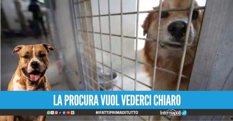 cani acerra neonata