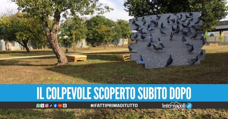 Cattura e decapita quattro piccioni a Casoria, la macabra scoperta all'ingresso del parco