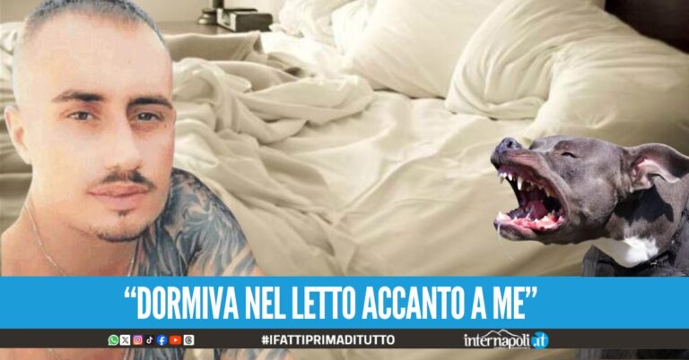 neonata acerra pitbull