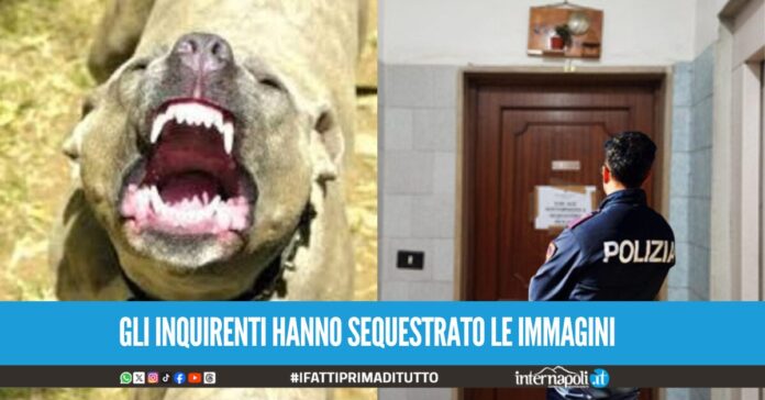 telecamere video neonata sbranata acerra pitbull