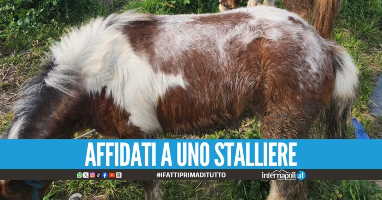 Afragola, sequestrati due cavalli: denunciato il cocchiere per maltrattamenti