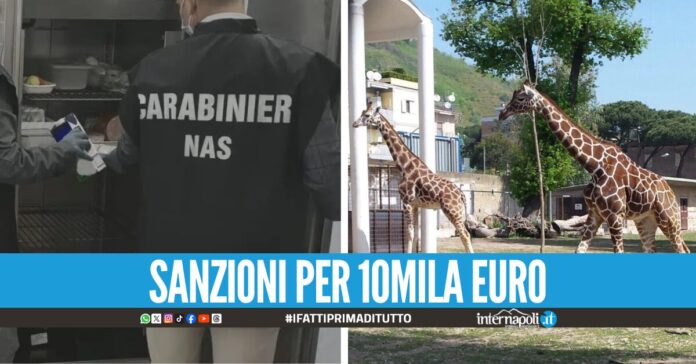 Controlli a Soccavo: merce avariata e senza tracciabilità, il cibo sequestrato donato allo zoo