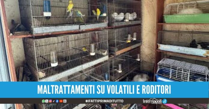 Controlli dei carabinieri a Casal di Principe 2 arresti e 5 denunce