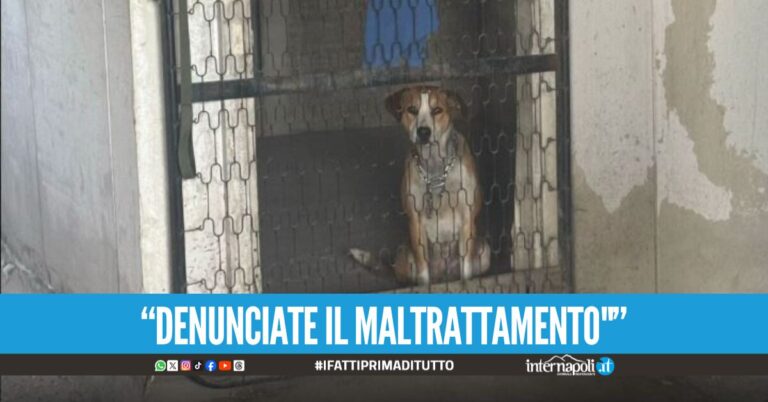 Orrore a Napoli, cane rinchiuso in una struttura abbandonata: salvato dalla polizia locale