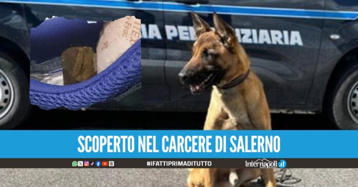 Droga nelle scarpe per il padre detenuto, 17enne incastrato dal fiuto del cane Tyson