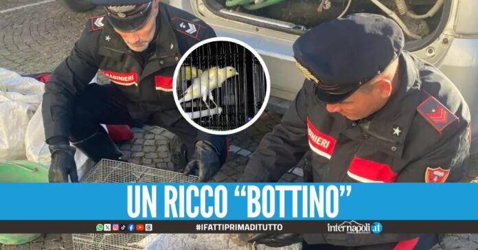 Fuga spericolata di due ladri a Santa Maria la Carità: arrestati dopo aver scaraventato una voliera di canarini