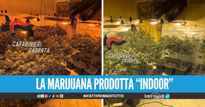 Serre abusive di marijuana in casa a San Marcellino, sequestrati 2 kg e mezzo di droga e oltre 300 piante