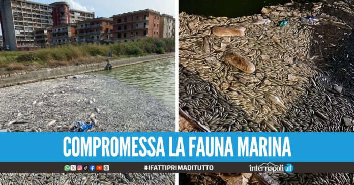 Sequestrato l'impianto delle acque reflue a Pinetamare, scaricava in mare senza depurazione