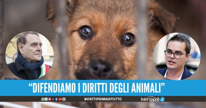 Abusi sugli animali nel beneventano, il sindaco Clemente Mastella contro l'animalista Enrico Rizzi