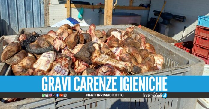 Blitz nel centro carni ad Acerra, sequestro da oltre 9 tonnellate