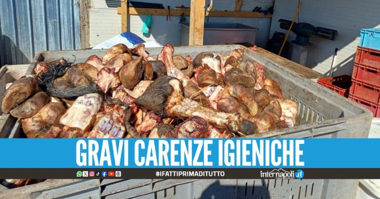 Blitz nel centro carni ad Acerra, sequestro da oltre 9 tonnellate