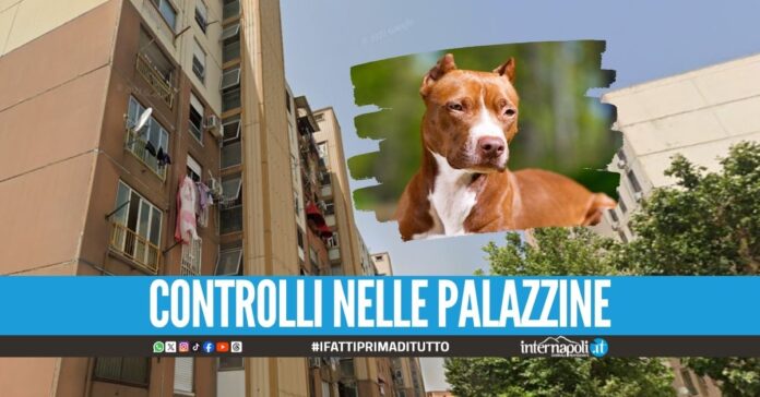 Trovato un pitbull con le orecchie tagliate a Secondigliano, padrone denunciato