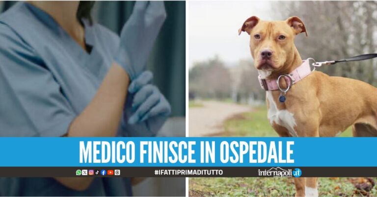 Follia nel Casertano, veterinari presi a bastonare dai proprietari di due pitbull