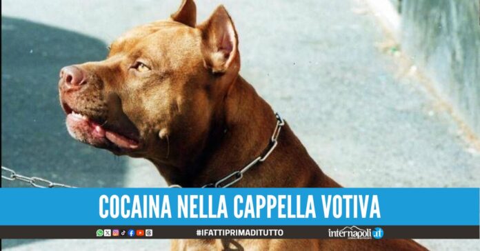Quattro pitbull a 'guardia' della droga arrestato 42enne di Ercolano
