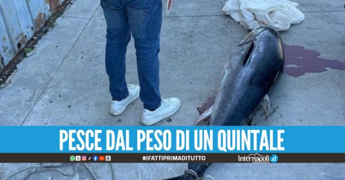 Tonno da 100 Kg nel bagagliaio dell'auto, maxi sequestro a Castellammare
