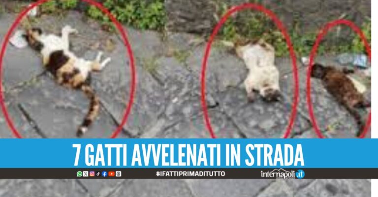 Torre del Greco. Animali avvelenati in strada, ordinanza del sindaco Fate attenzione