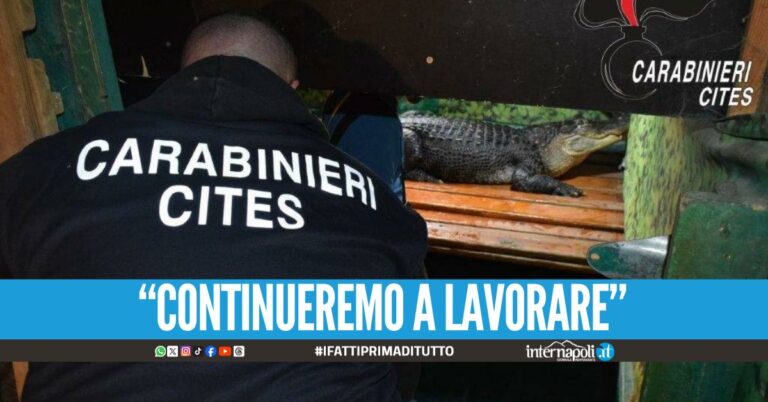 Dissequestrati gli animali al circo Togni, la decisione del Tribunale di Napoli