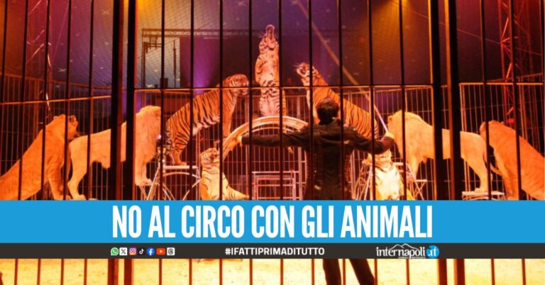 Cava de' Tirreni vieta il circo con animali, il sindaco firma l'ordinanza