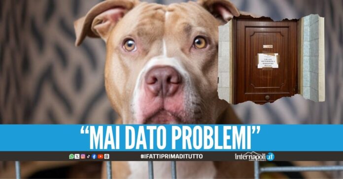 Bimba sbranata ad Acerra, le parole dal canile: 