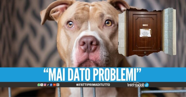 Bimba sbranata ad Acerra, le parole dal canile: "Tyson è tranquillo"