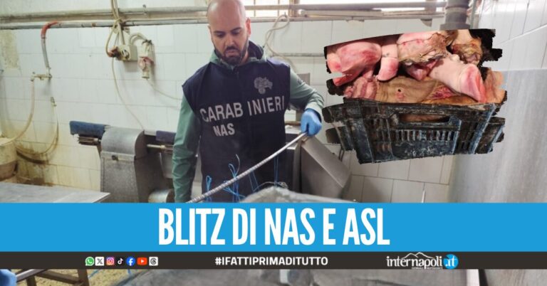 Carne pericolosa trovata nella macelleria a Pagani, sequestro da 12 quintali