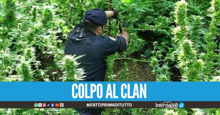 Racket e droga nella "Giamaica" dei monti Lattari, arrestati il fratello del boss Di Martino e i suoi figli