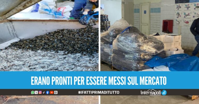 Pesce pericoloso e mal conservato, sequestro da 1500 kg nel centro di distribuzione a Volla