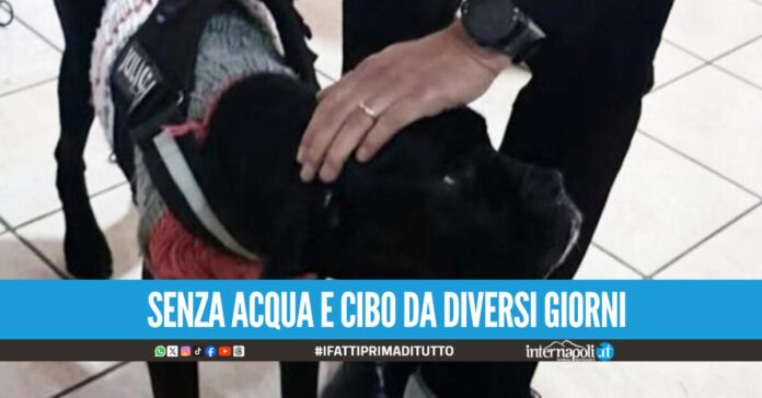 Orrore nel Casertano, cagnolina lasciata a morire per vendetta contro l'ex