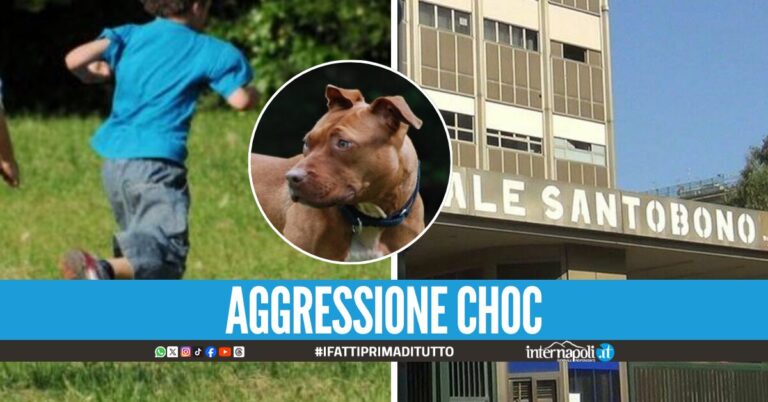 Paura in villa, bimbo di 6 anni azzannato da un pitbull: portato al Santobono