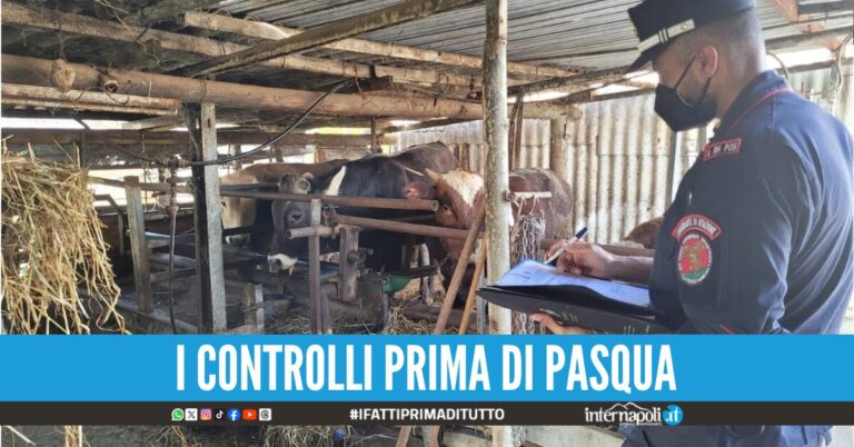 Sequestrati 350 kg di carni clandestine nel Casertano chiuso un macello abusivo