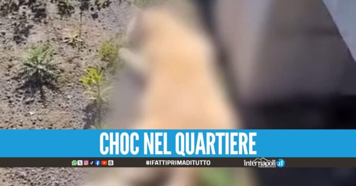 Strage di gatti a Miano, la denuncia: 