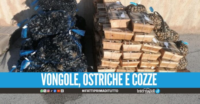 Sequestrati 500 kg di frutti di mare provenienti da Napoli, erano pericolosi vongole, cozze ostriche