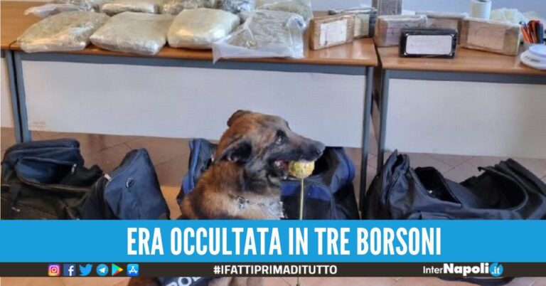 droga barra cane
