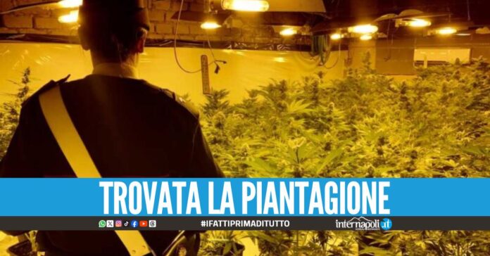 Marijuana coltivata con il furto di corrente, 5 arresti nel Napoletano
