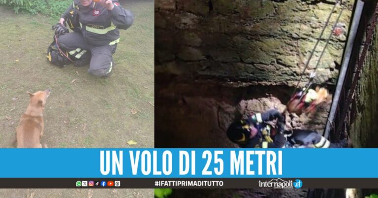 Cagnolino cade in un pozzo nel Casertano: salvato dai Vigili del Fuoco