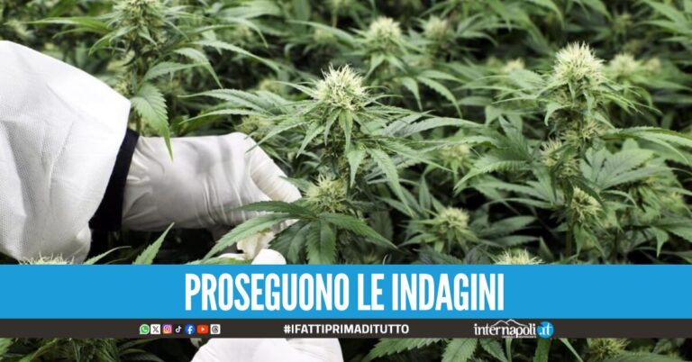 Blitz anti-droga sui Monti Lattari: scoperte cinque piazzole con 200 piante di Cannabis