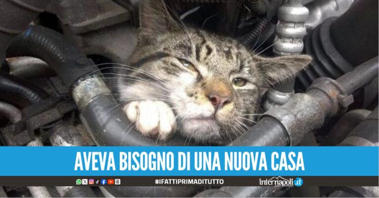 Gattino nascosto nel motore di un auto per 80 chilometri: salvato e adottato dal conducente