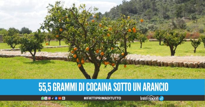 Droga nascosta tra le arance, blitz in un casolare abbandonato