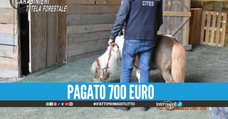 Pony rubato e venduto per 2 volte, trovato a Napoli