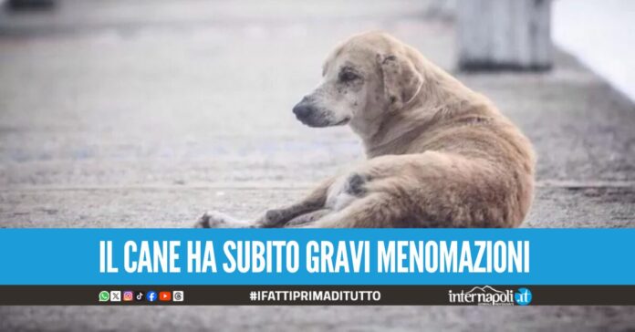 Minaccia e perseguita i vicini, poi getta acido sul loro cane: nei guai 50enne nel Casertano