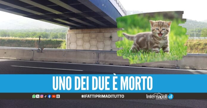 Follia sull'A16 verso Napoli, donna lancia gattini appena nati dal finestrino dell'auto