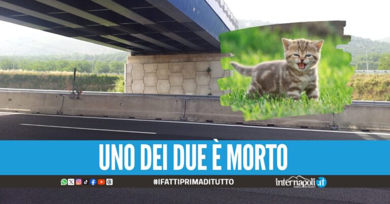 Follia sull'A16 verso Napoli, donna lancia gattini appena nati dal finestrino dell'auto