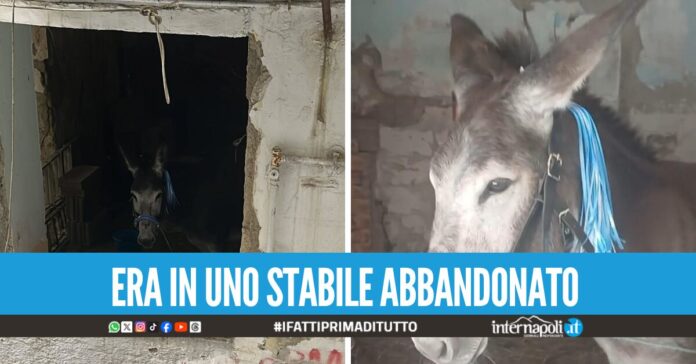 Salvato un asino nel cuore di Napoli, era pronto per essere 