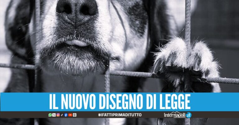 Stop alla violenza sugli animali: carcere e multe per chi li maltratta