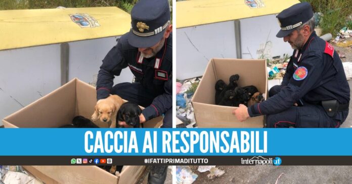 Undici cuccioli abbandonati in una scatola sul Vesuvio, salvati dai carabinieri