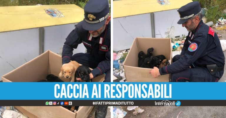 Undici cuccioli abbandonati in una scatola sul Vesuvio, salvati dai carabinieri