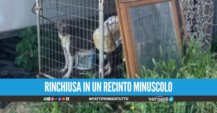 Cagnolina salvata dai carabinieri nell'Agro Aversano, aveva la bocca incastrata nella rete metallica